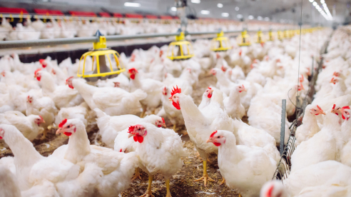 食品饮料进阶之道 —— ABB传动产品助您告别家禽养殖难题